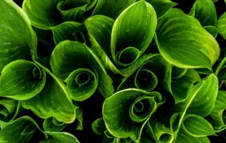 the mindset of a sales leader